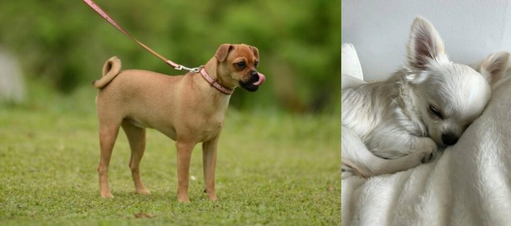 Tea Cup Chihuahua vs Muggin - Breed Comparison