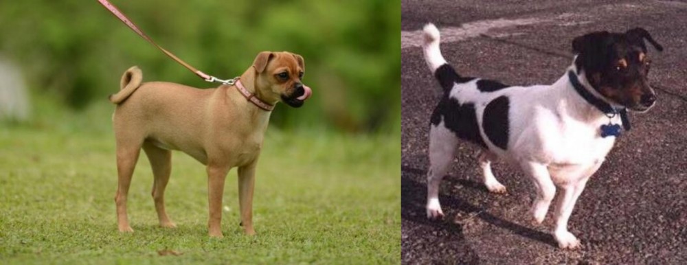 Teddy Roosevelt Terrier vs Muggin - Breed Comparison