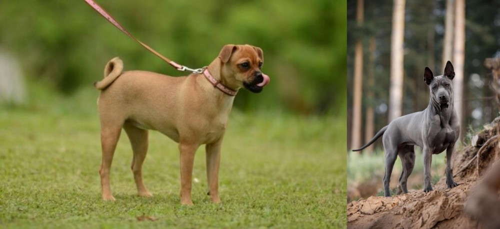 Thai Ridgeback vs Muggin - Breed Comparison