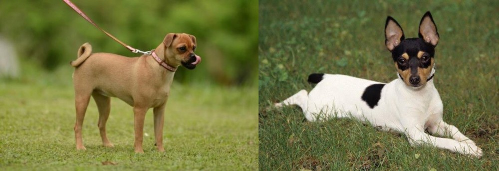 Toy Fox Terrier vs Muggin - Breed Comparison