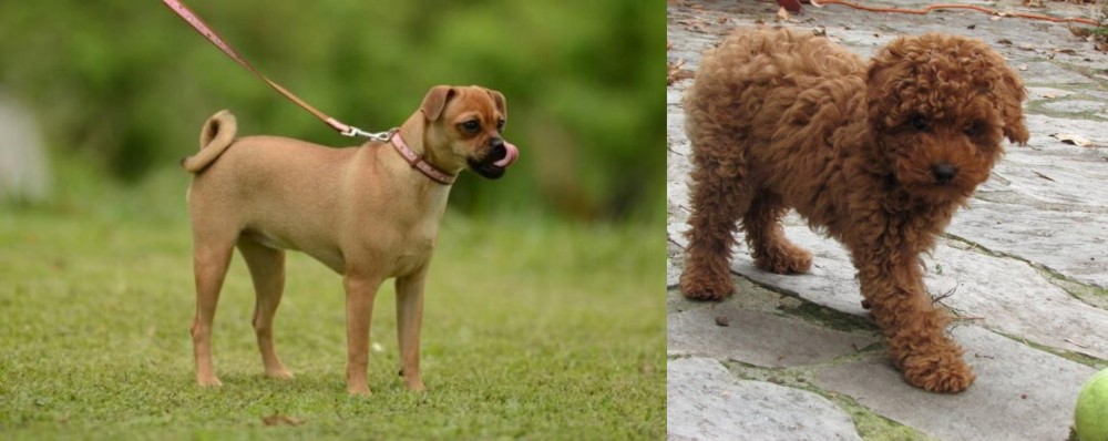 Toy Poodle vs Muggin - Breed Comparison