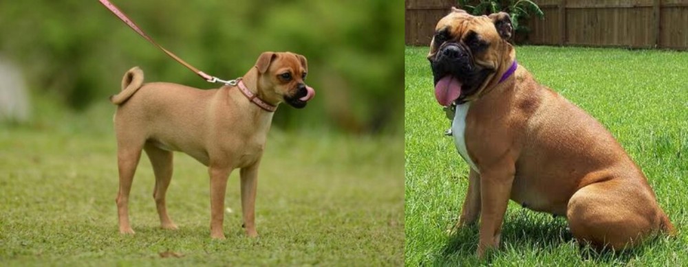 Valley Bulldog vs Muggin - Breed Comparison