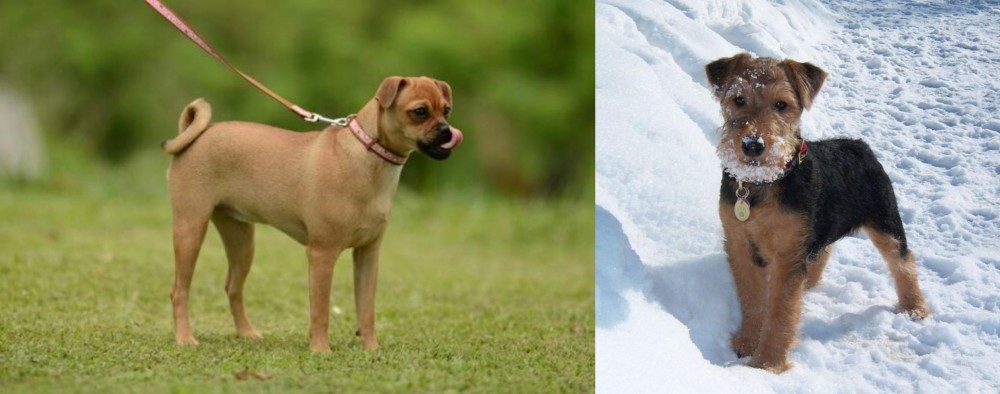 Welsh Terrier vs Muggin - Breed Comparison