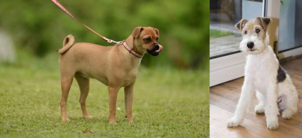 Wire Fox Terrier vs Muggin - Breed Comparison