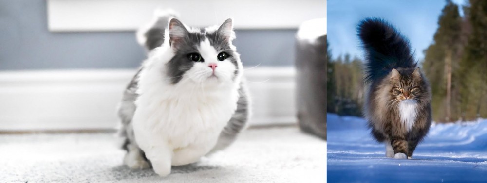 Norwegian Forest Cat vs Munchkin - Breed Comparison