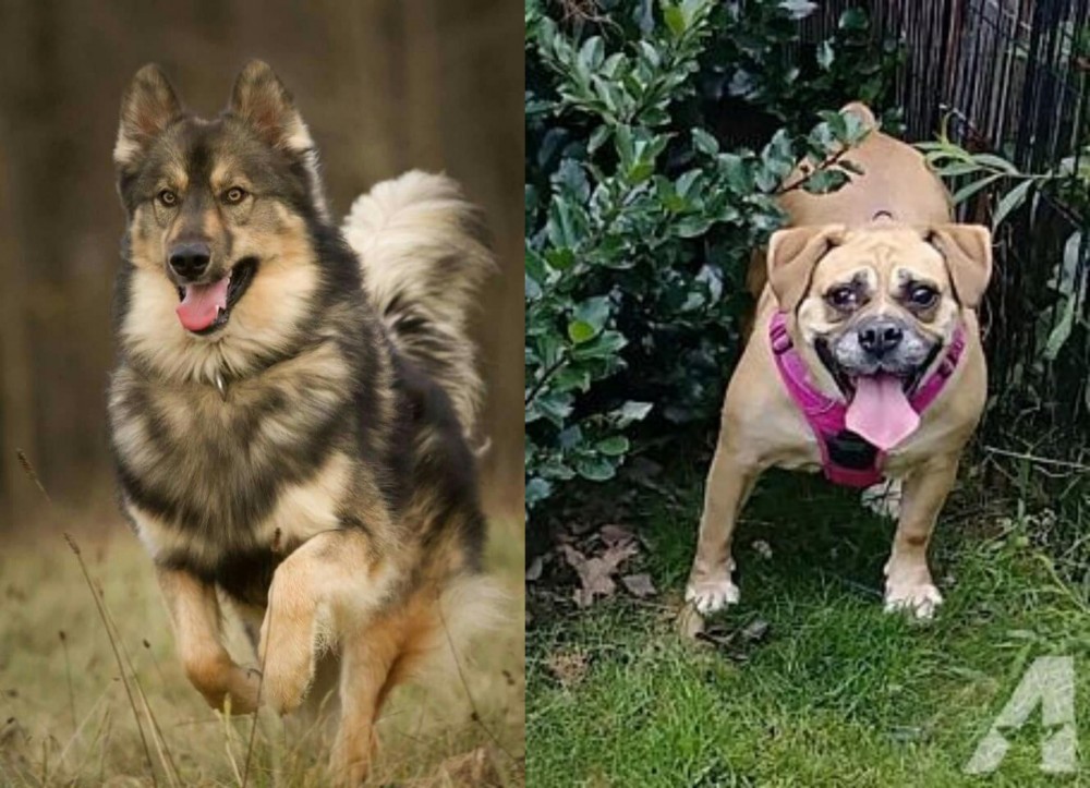 Beabull vs Native American Indian Dog - Breed Comparison