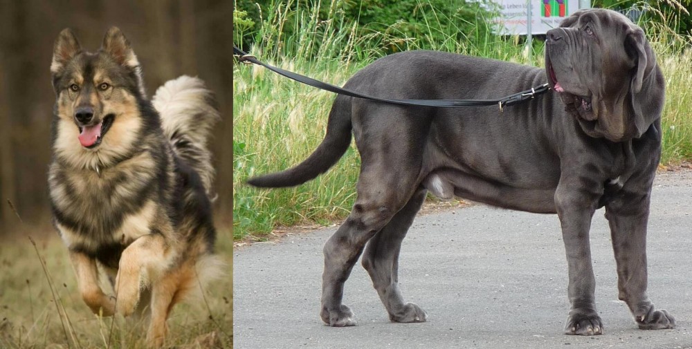 Neapolitan Mastiff vs Native American Indian Dog - Breed Comparison