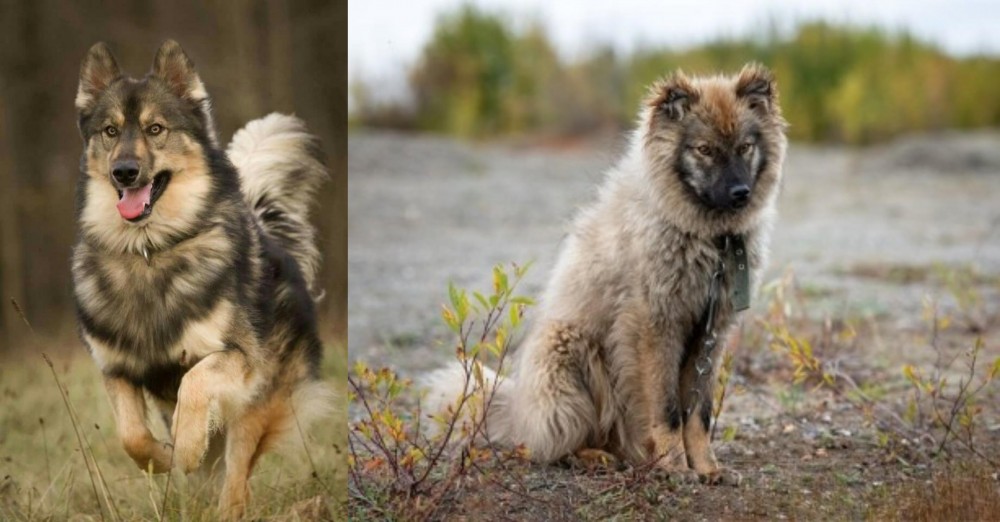 Nenets Herding Laika vs Native American Indian Dog - Breed Comparison