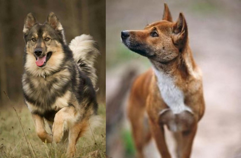 New Guinea Singing Dog vs Native American Indian Dog - Breed Comparison