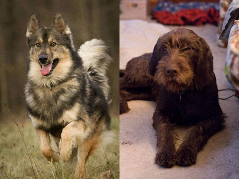 Pudelpointer vs Native American Indian Dog - Breed Comparison