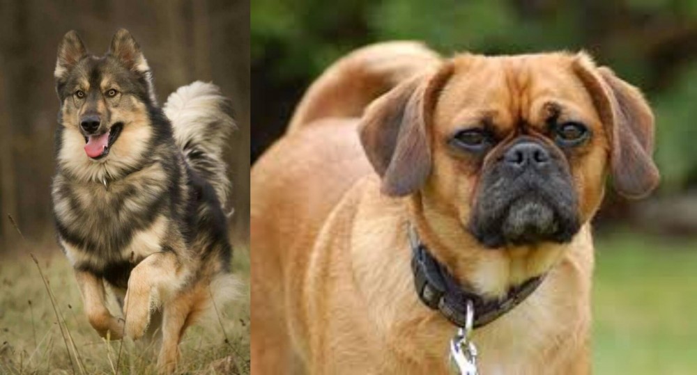 Pugalier vs Native American Indian Dog - Breed Comparison