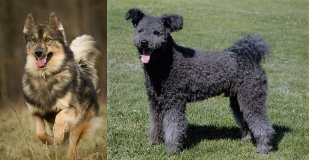Pumi vs Native American Indian Dog - Breed Comparison
