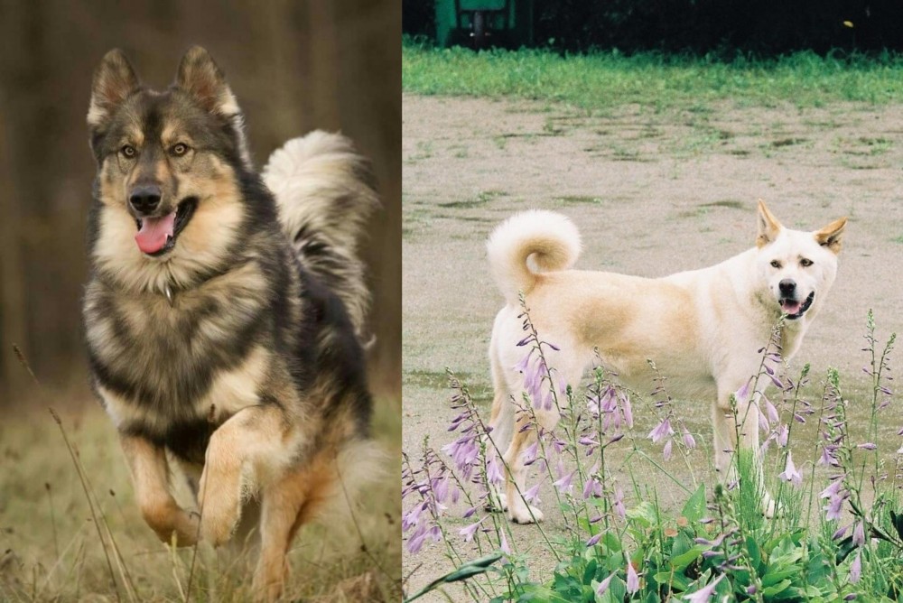 Pungsan Dog vs Native American Indian Dog - Breed Comparison