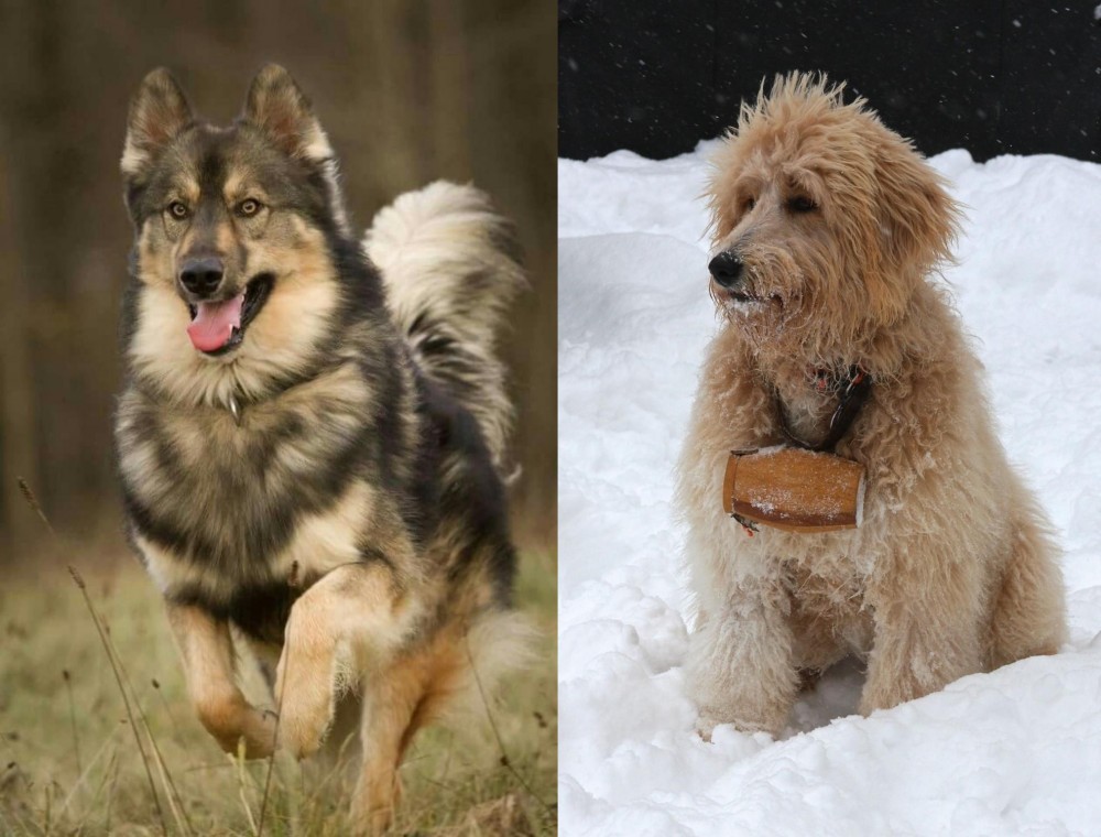 Pyredoodle vs Native American Indian Dog - Breed Comparison