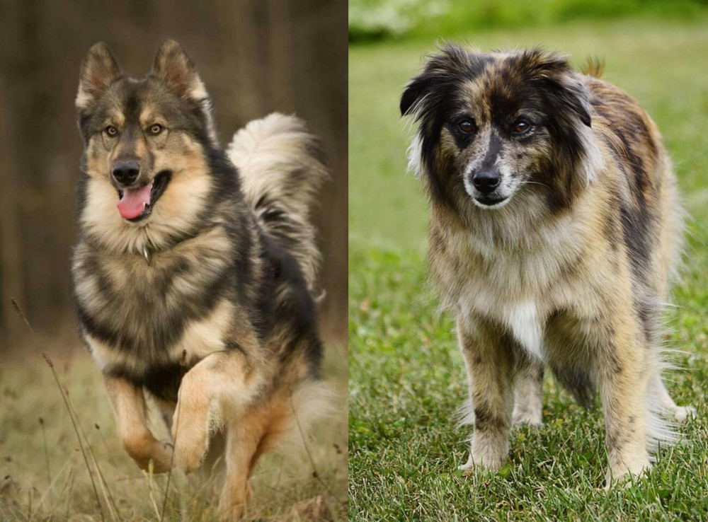 Pyrenean Shepherd vs Native American Indian Dog - Breed Comparison