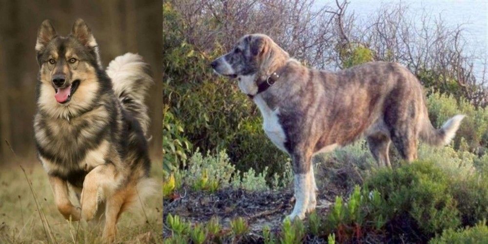 Rafeiro do Alentejo vs Native American Indian Dog - Breed Comparison