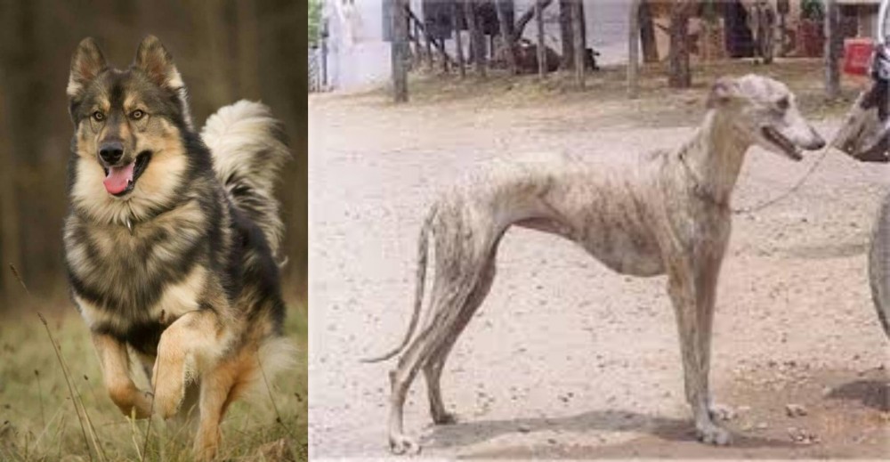 Rampur Greyhound vs Native American Indian Dog - Breed Comparison
