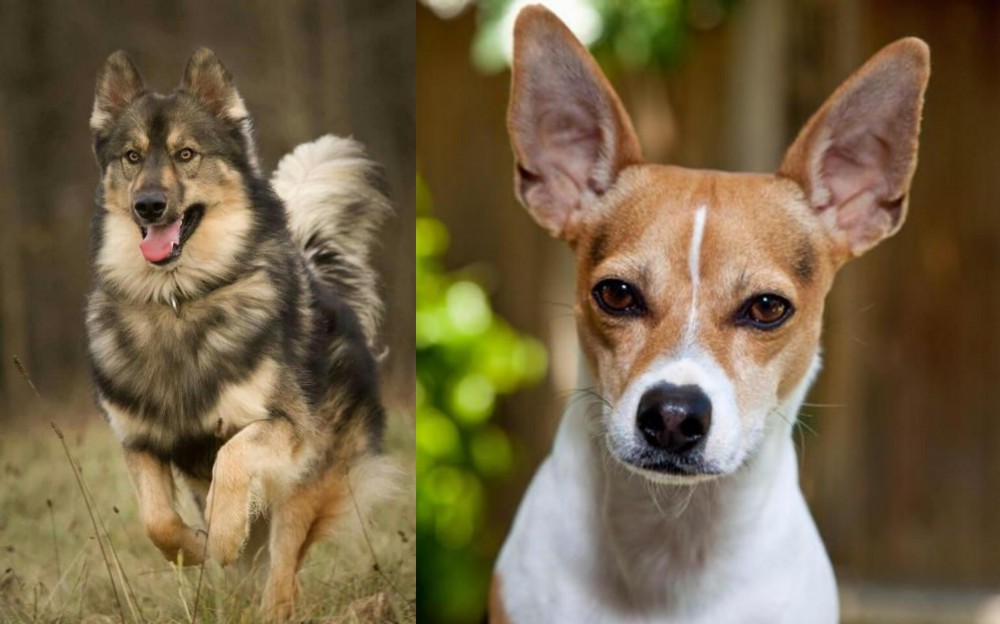 Rat Terrier vs Native American Indian Dog - Breed Comparison