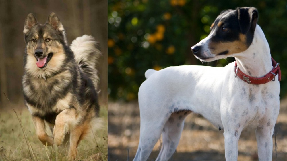 Ratonero Bodeguero Andaluz vs Native American Indian Dog - Breed Comparison