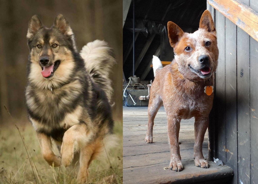 Red Heeler vs Native American Indian Dog - Breed Comparison