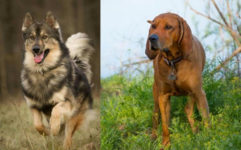 Redbone Coonhound vs Native American Indian Dog - Breed Comparison