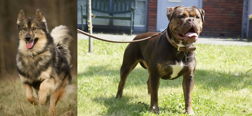 Renascence Bulldogge vs Native American Indian Dog - Breed Comparison