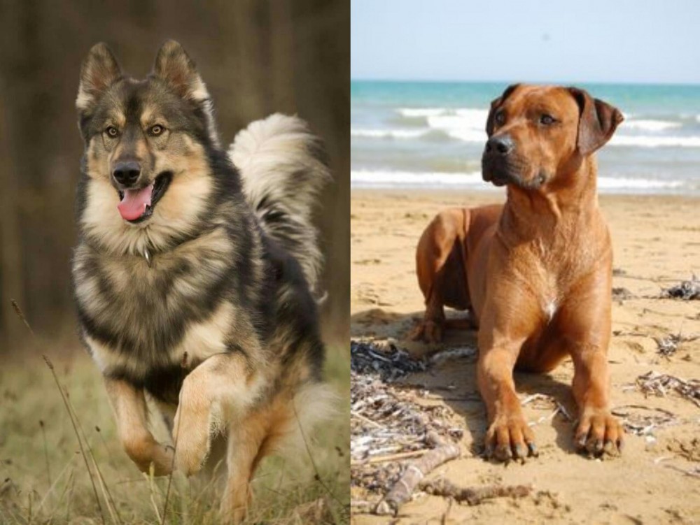 Rhodesian Ridgeback vs Native American Indian Dog - Breed Comparison