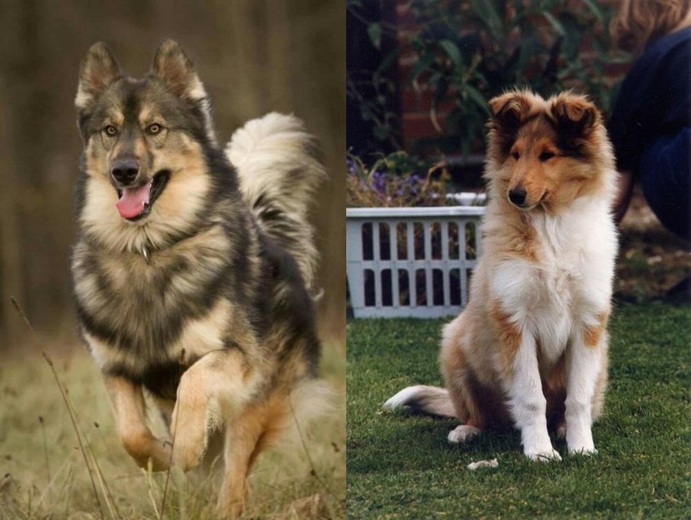 Rough Collie vs Native American Indian Dog - Breed Comparison