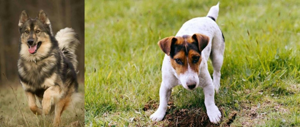 Russell Terrier vs Native American Indian Dog - Breed Comparison