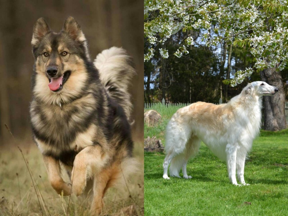 Russian Hound vs Native American Indian Dog - Breed Comparison