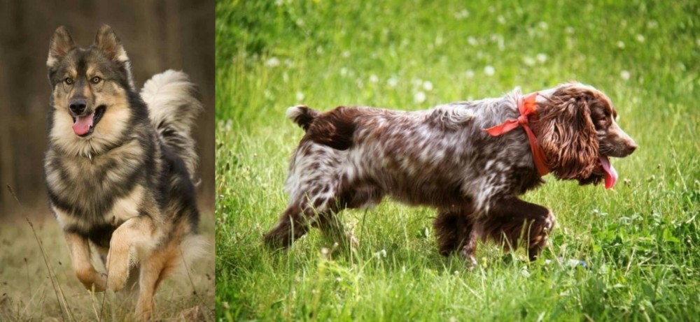 Russian Spaniel vs Native American Indian Dog - Breed Comparison