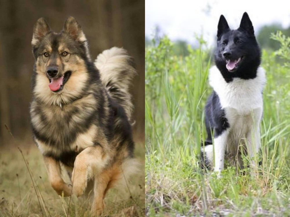 Russo-European Laika vs Native American Indian Dog - Breed Comparison