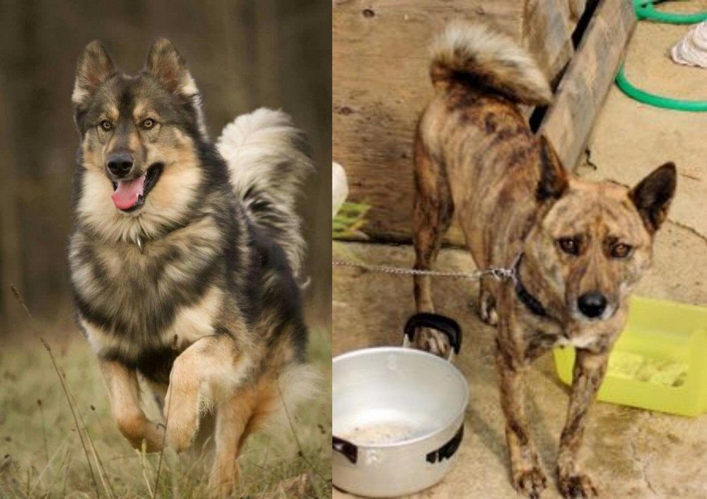 Ryukyu Inu vs Native American Indian Dog - Breed Comparison