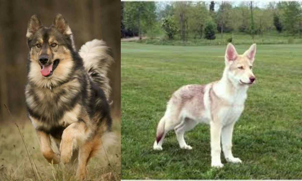Saarlooswolfhond vs Native American Indian Dog - Breed Comparison