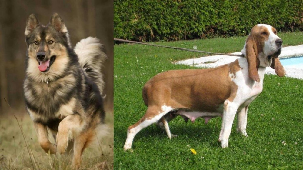Sabueso Espanol vs Native American Indian Dog - Breed Comparison