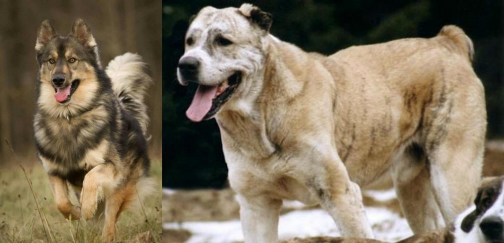 Sage Koochee vs Native American Indian Dog - Breed Comparison