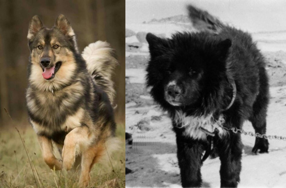 Sakhalin Husky vs Native American Indian Dog - Breed Comparison