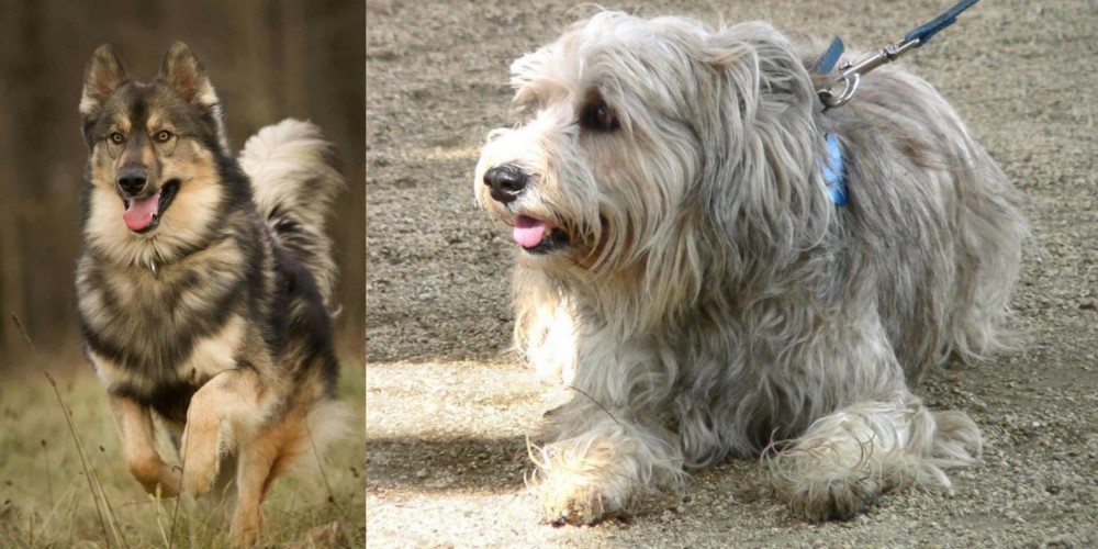 Sapsali vs Native American Indian Dog - Breed Comparison