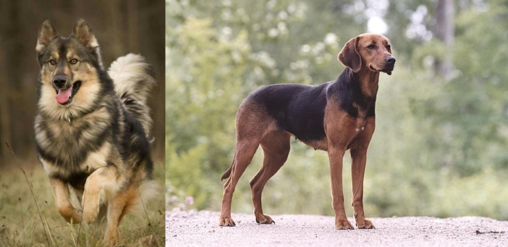 Schillerstovare vs Native American Indian Dog - Breed Comparison