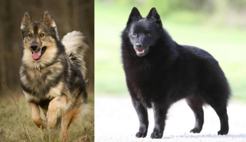 Schipperke vs Native American Indian Dog - Breed Comparison