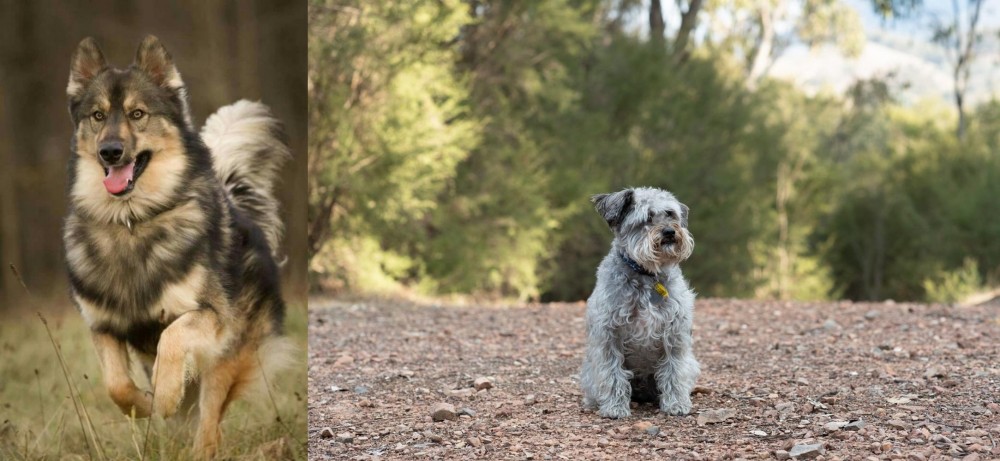 Schnoodle vs Native American Indian Dog - Breed Comparison