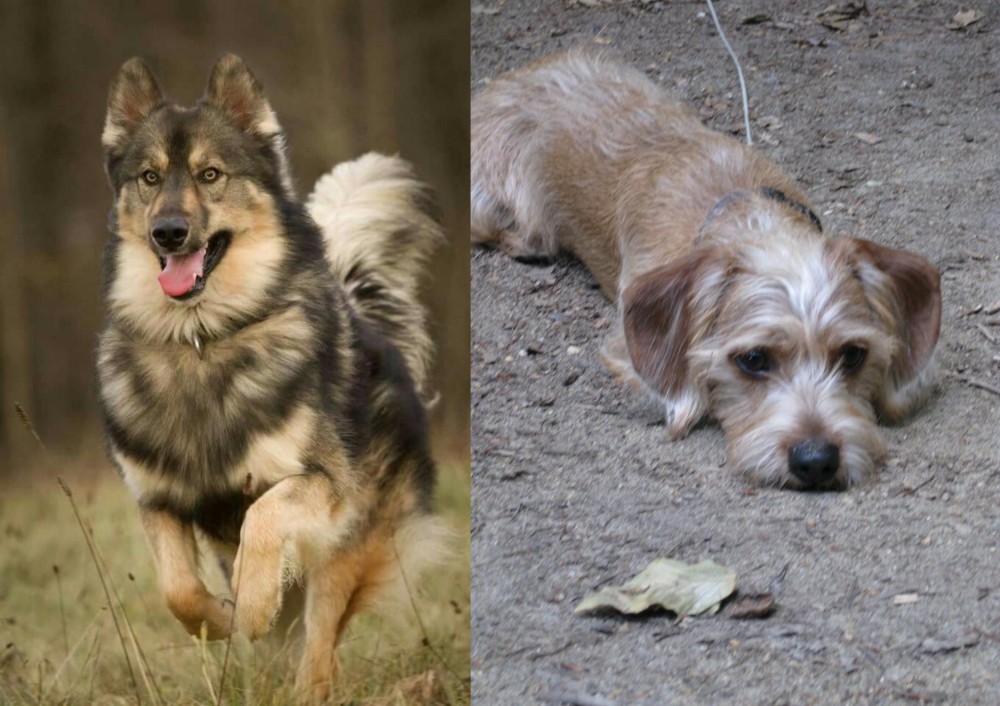 Schweenie vs Native American Indian Dog - Breed Comparison