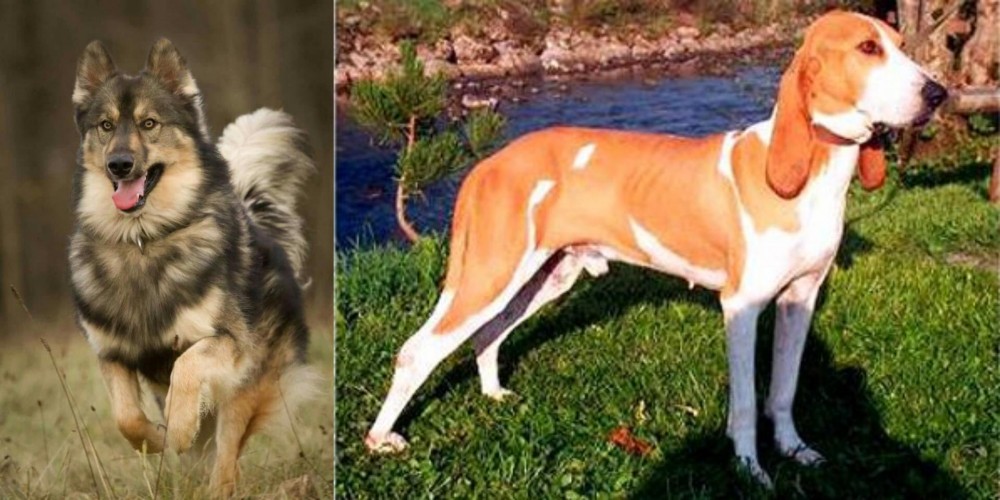 Schweizer Laufhund vs Native American Indian Dog - Breed Comparison