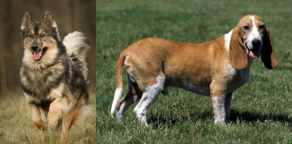 Schweizer Niederlaufhund vs Native American Indian Dog - Breed Comparison