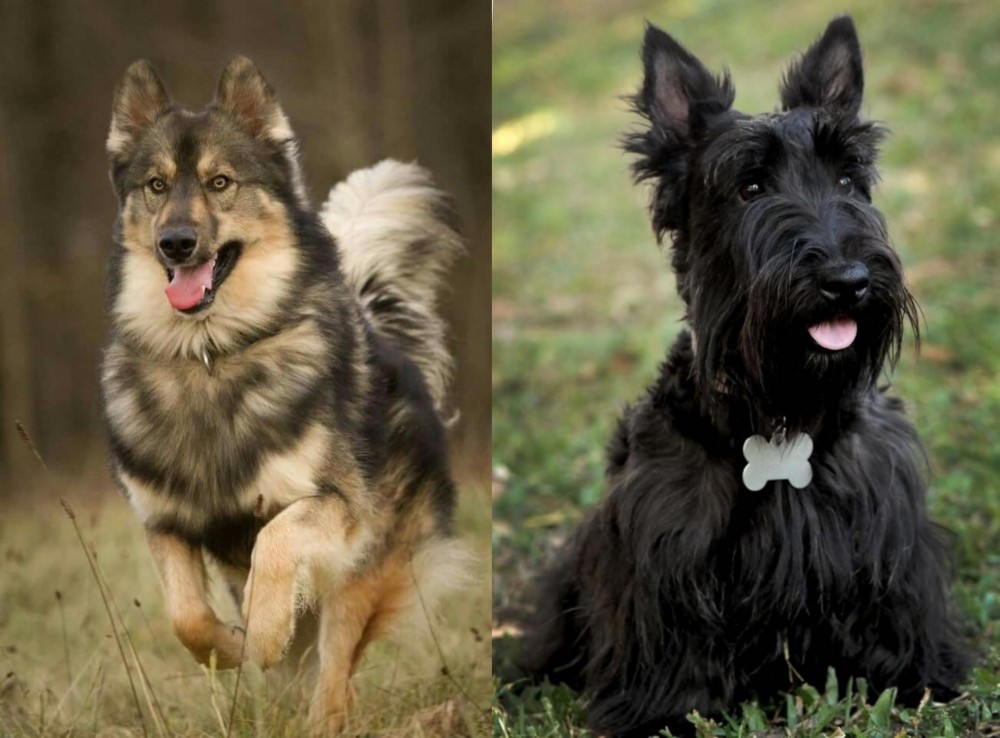Scoland Terrier vs Native American Indian Dog - Breed Comparison