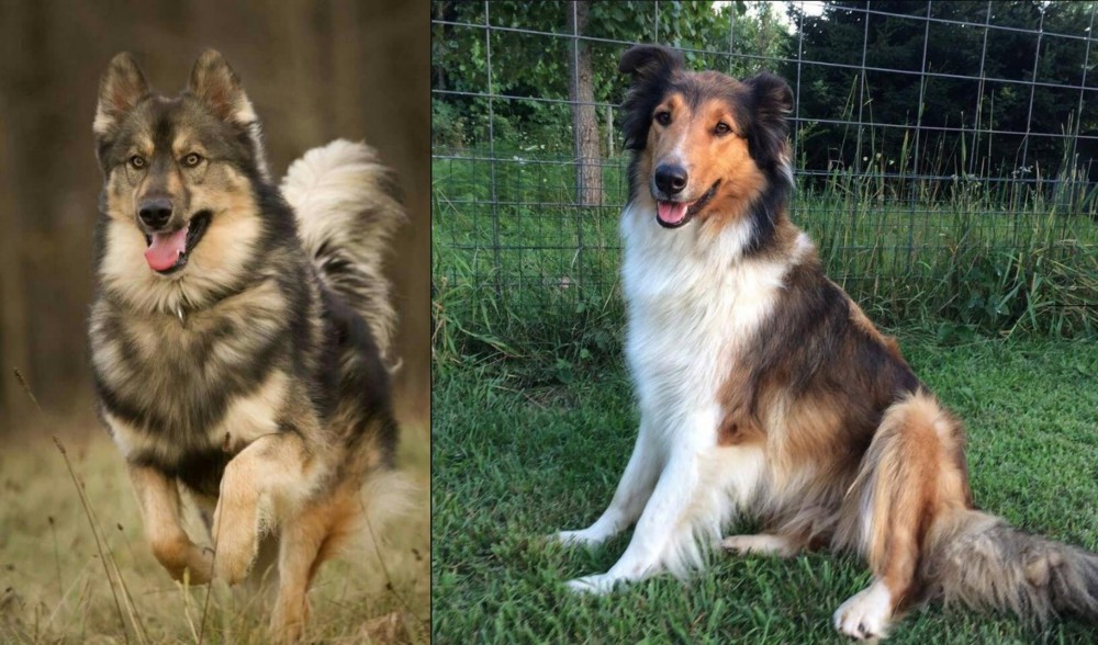 Scotch Collie vs Native American Indian Dog - Breed Comparison