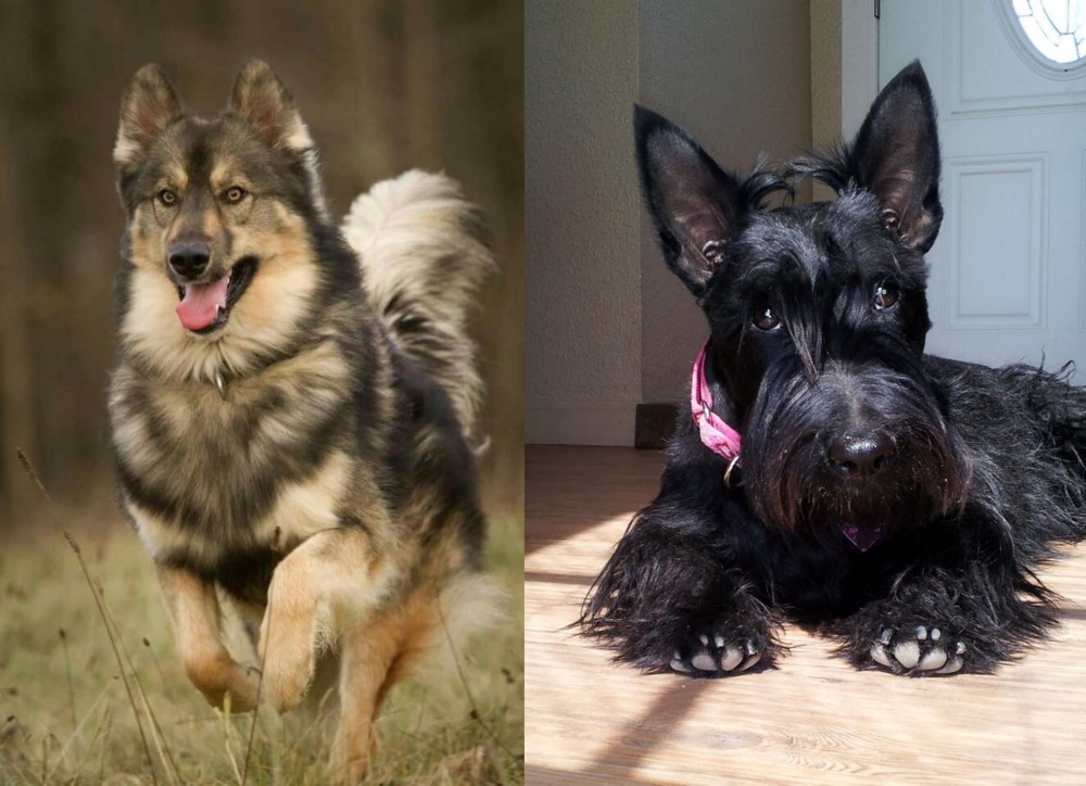Scottish Terrier vs Native American Indian Dog - Breed Comparison