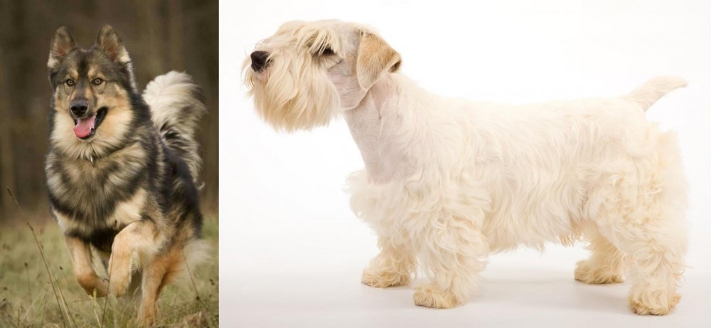 Sealyham Terrier vs Native American Indian Dog - Breed Comparison