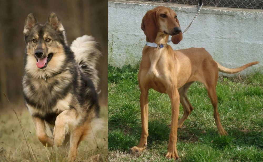 Segugio Italiano vs Native American Indian Dog - Breed Comparison