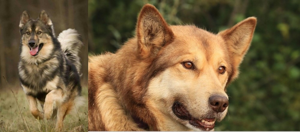 Seppala Siberian Sleddog vs Native American Indian Dog - Breed Comparison